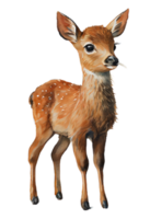 Watercolor drawing of a cute baby deer isolated on transparent background. png