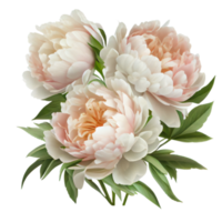 Bouquet of peonies on a transparent background. Png file. Floral arrangement