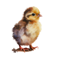 Watercolor drawing of a cute baby chicken isolated on transparent background png
