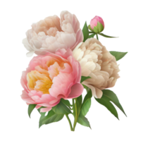 Bouquet of peonies on a transparent background. Png file. Floral arrangement