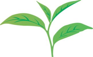 Tea leaf PNG