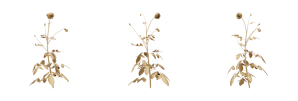 A stunning 3D rendering of a golden plant that will add richness and elegance to any design. This gold plant has a metallic finish and natural-looking leaves, making it ideal for any botanical png