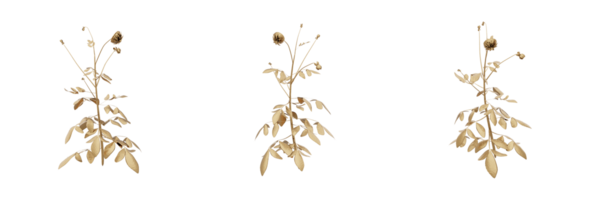 A stunning 3D rendering of a golden plant that will add richness and elegance to any design. This gold plant has a metallic finish and natural-looking leaves, making it ideal for any botanical png