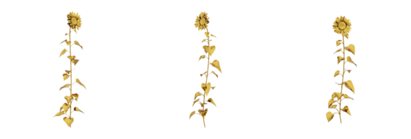 A stunning 3D rendering of a golden plant that will add richness and elegance to any design. This gold plant has a metallic finish and natural-looking leaves png