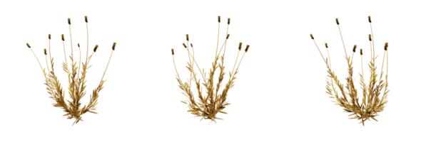 en fantastisk 3d tolkning av en gyllene växt den där kommer Lägg till rikedom och elegans till några design. detta guld växt har en metallisk Avsluta och naturligt utseende löv png