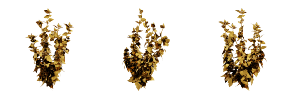 en fantastisk 3d tolkning av en gyllene växt den där kommer Lägg till rikedom och elegans till några design. detta guld växt har en metallisk Avsluta och naturligt utseende löv png