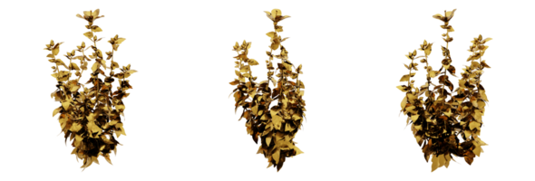 A stunning 3D rendering of a golden plant that will add richness and elegance to any design. This gold plant has a metallic finish and natural-looking leaves png