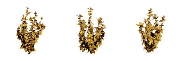 A stunning 3D rendering of a golden plant that will add richness and elegance to any design. This gold plant has a metallic finish and natural-looking leaves png