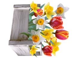 narcisos e tulipas dentro uma ramalhete ilustração png