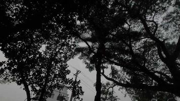 Village toddy-tapper collecting date palm sap from the tree 4K video. Palm sap collection at dawn in southeast Asia. Toddy tapper climbing down a palm tree after harvesting palm sap 4K footage. video