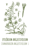 disegni di epilobio angustifolia. mano disegnato illustrazione. latino nome chamaenerion angustifolium l. png