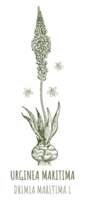 ritningar av urginea maritima. hand dragen illustration. latin namn drimia maritima l. png