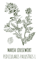 tekeningen van moeras luiskruid. hand- getrokken illustratie. Latijns naam pedicularis palustris ik. png