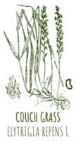 Drawings of COUCH GRASS. Hand drawn illustration. Latin name ELYTRIGIA REPENS L. png