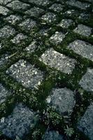 Pavers with moss photo