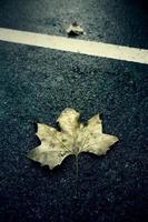 Dry leaf on the asphalt photo