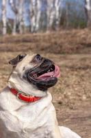 Funny pug face with sticking out tongue against the background of a blurred forest. The dog looks sideways and up. Red leather collar. Copy space. Vertical. photo