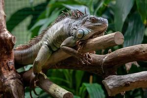 A large iguana lies belly on a branch in a zoo. Large needles on the mane. Eyes open. The green background is blurred. photo