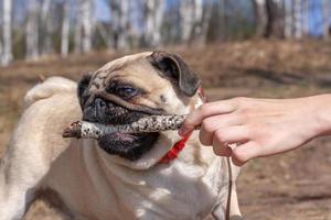 Pug pulls a stick out of a human hand against a blurred forest. Red leather collar. Copy space. Horizontal. photo