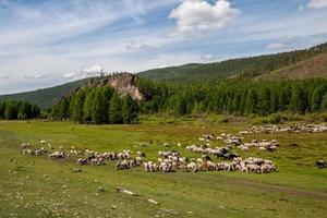 Flocks of sheep graze on a green pasture in a valley near the hills. Clouds on the blue sky. Forest in the hills. Sunny. Horizontal. photo