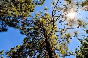 Trees in the forest photo