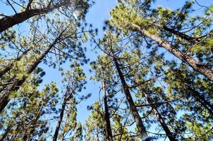 Trees in the forest photo