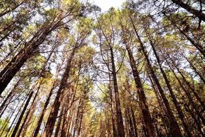 Trees in the forest photo