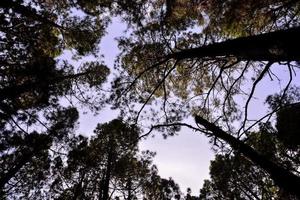 Trees in the forest photo