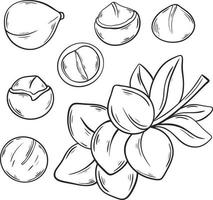 Macadamia ink sketch set vector