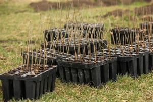 A row of seedlings in black plastic containers with one of them being planted in the ground. A small tree is being planted in a pile of soil. photo
