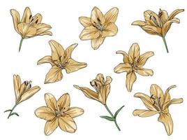 vector set of drawn yellow lilies on a transparent background. lily flower botanical illustration
