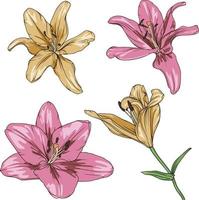 vector drawing of pink and yellow lilies on a transparent background. lily flower botanical illustration