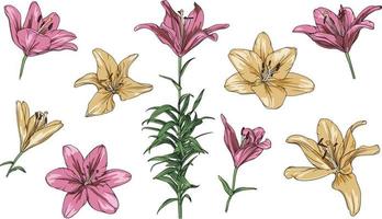 vector set of drawn pink and yellow lilies on a transparent background. lily flower botanical illustration