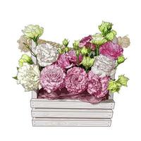 bouquet of pink and cream eustomas in a basket on a white background. hand drawing. realistic vector illustration