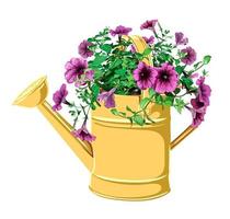 vector illustration of a garden watering can in which a petunia is planted. bright summer, spring illustration