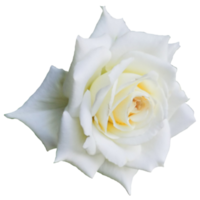 White rose of york