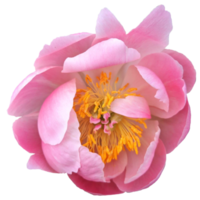 Chinese peony flower png