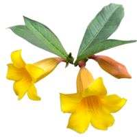 Allamanda Nerifolia Blume png