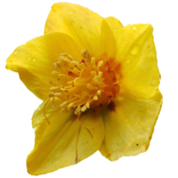 Hypericum japonicum flower png