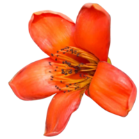 bombax ceiba fleur png