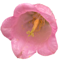 Canterbury Glocken Blume png