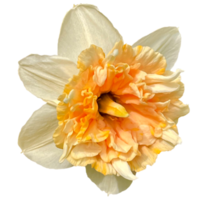 prachtig gele narcis bloem png