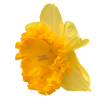 wild Narzisse Blume png