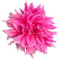 fleur de dahlia pennata png