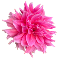 dahlia pinnata blomma png