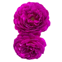 Deep purple rose png