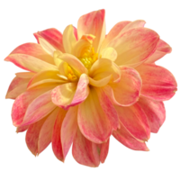 Dahlia pinnata flower png