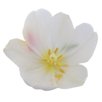 Garten Tulpe Blume png