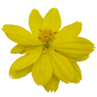 Schwefel Kosmos Blume png