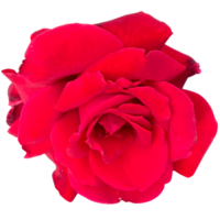 rot Finesse Rose png